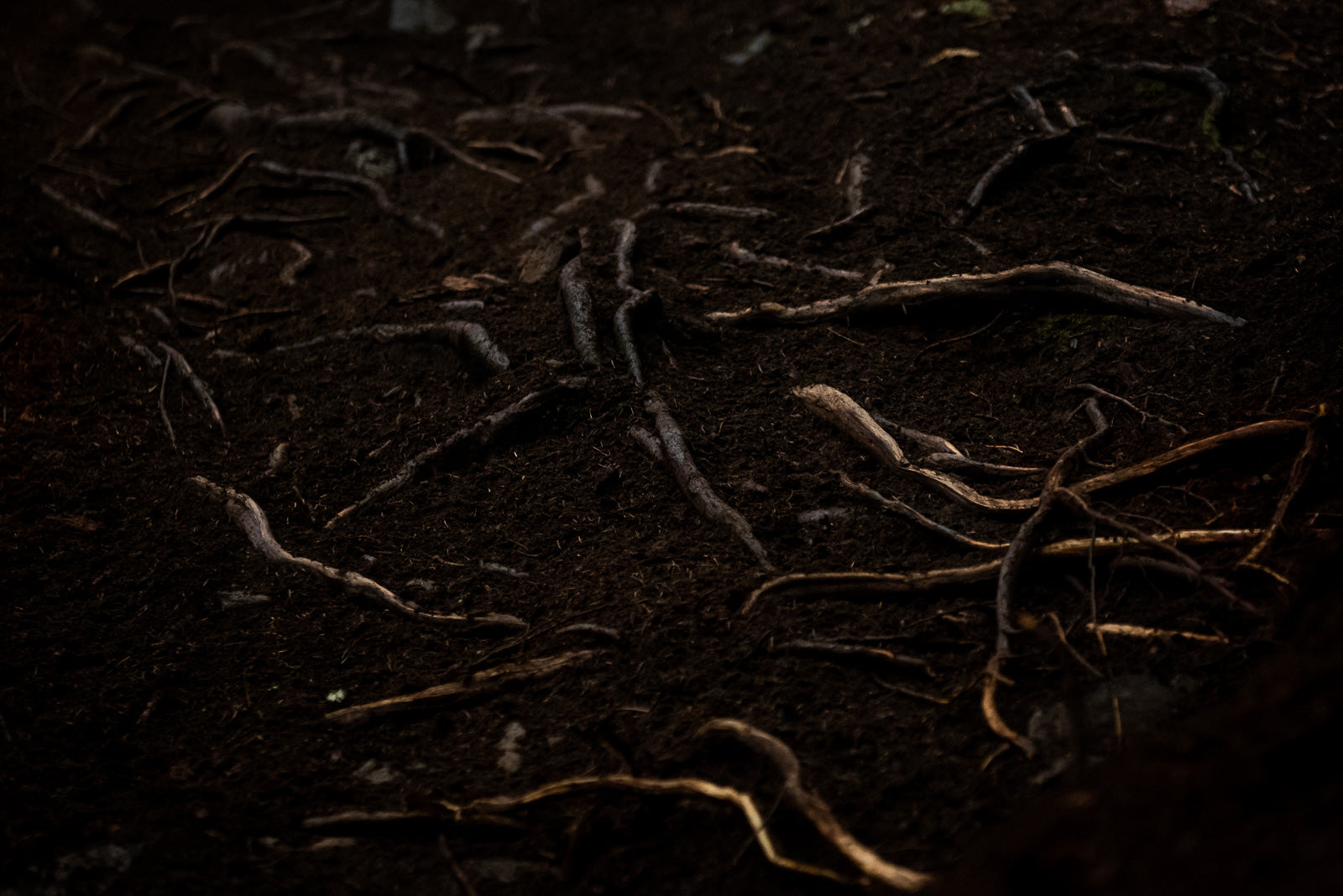 Trail details. One of the scariest opponents on a race track.